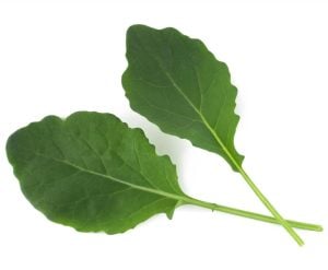 Kıvırcık kara lahana tohumu cavolo nero di Toscana brassica