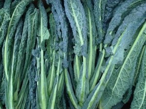 Kıvırcık kara lahana tohumu cavolo nero di Toscana brassica