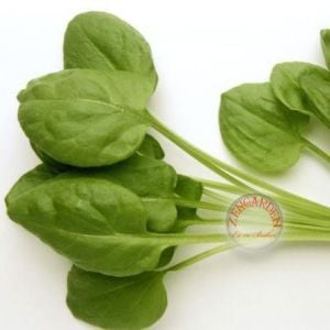 Kuzu kulağı tohumu bebek yaprak sorrel