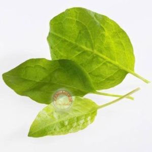 Kuzu kulağı tohumu bebek yaprak sorrel