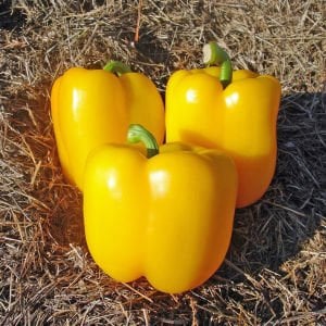 Sarı dolmalık biber tohumu geleneksel sweet sunbright pepper