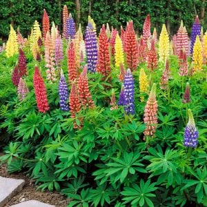 Minarette lupin tohumu bodur minare acı bakla çiçeği lupinus
