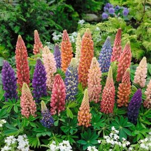 Minarette lupin tohumu bodur minare acı bakla çiçeği lupinus