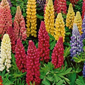 Minarette lupin tohumu bodur minare acı bakla çiçeği lupinus