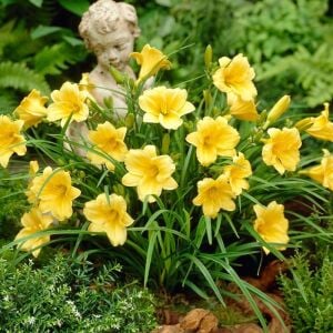 Stella doro gün güzeli saksıda hemerocallis