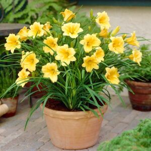 Stella doro gün güzeli saksıda hemerocallis