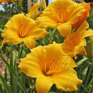 Stella doro gün güzeli saksıda hemerocallis