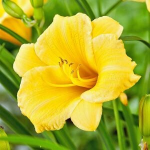 Stella doro gün güzeli saksıda hemerocallis