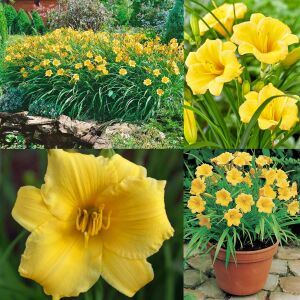 Stella doro gün güzeli saksıda hemerocallis