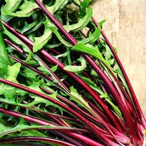 Kırmızı radika tohumu chicory italiko rosso cichorium intybus