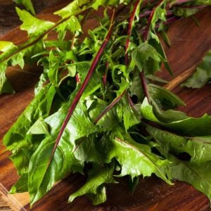 Kırmızı radika tohumu chicory italiko rosso cichorium intybus