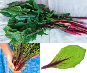 Kırmızı radika tohumu chicory italiko rosso cichorium intybus