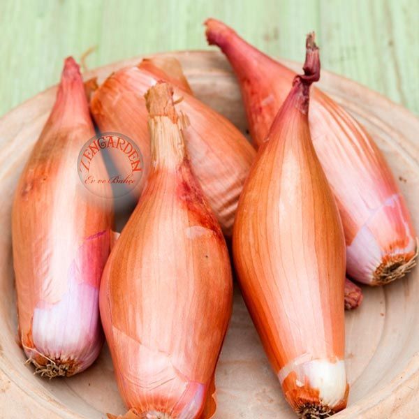Torpil soğanı tohumu geleneksel onion torpedo seeds