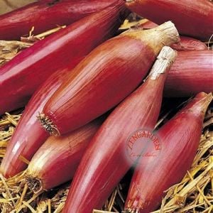 Torpil soğanı tohumu geleneksel onion torpedo seeds
