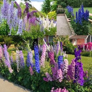 Dev hezaren tohumu delfinyum delphinium pacific giants mix