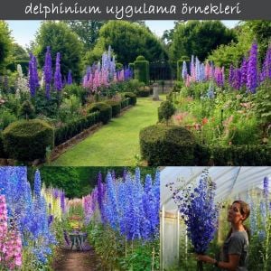 Dev hezaren tohumu delfinyum delphinium pacific giants mix