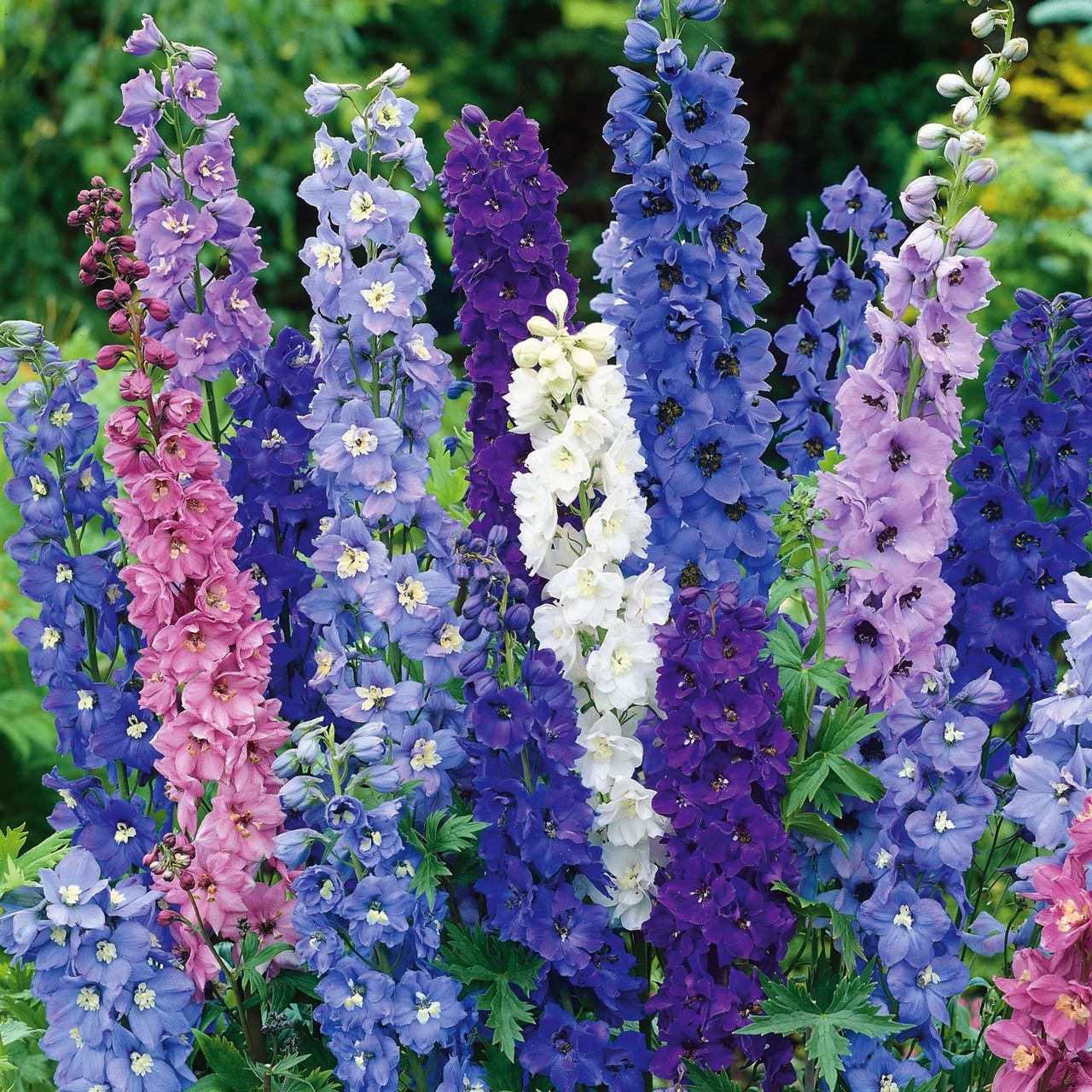 邦楽 Ruiza / delphinium Delphinium-Pixie-Rocket™- 邦楽