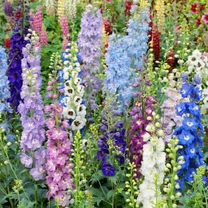 Dev hezaren tohumu delfinyum delphinium pacific giants mix