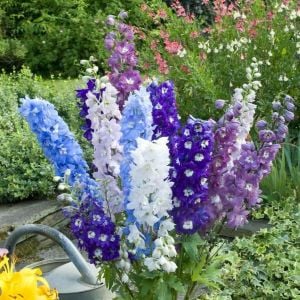 Dev hezaren tohumu delfinyum delphinium pacific giants mix