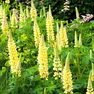Chandelier lupin tohumu acı bakla çiçeği lupinus russel