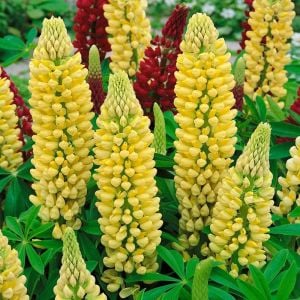 Chandelier lupin tohumu acı bakla çiçeği lupinus russel