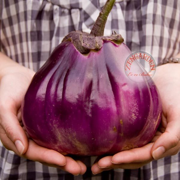 Topan patlıcan tohumu atalık eggplant giant rotonda