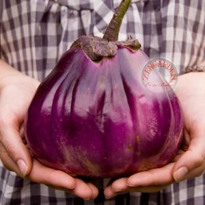 Topan patlıcan tohumu atalık eggplant giant rotonda