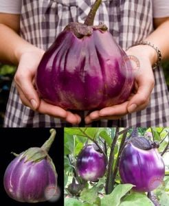 Topan patlıcan tohumu atalık eggplant giant rotonda