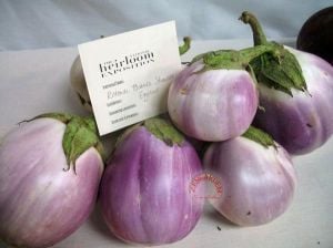 Topan patlıcan tohumu atalık eggplant giant rotonda