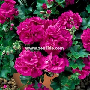 Eflatun sarkan sakız sardunya fidesi ithal pelargonium magenta