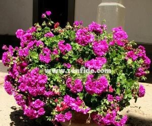 Eflatun sarkan sakız sardunya fidesi ithal pelargonium magenta