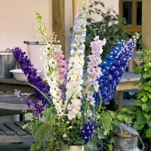 Dev hezaren tohumu delfinyum delphinium pacific giants mix