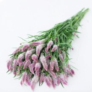 Flamingo feather horoz ibiği tohumu celosia argentea
