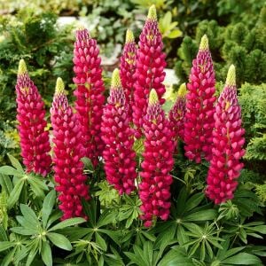 The Pages lupin tohumu acı bakla çiçeği lupinus russel