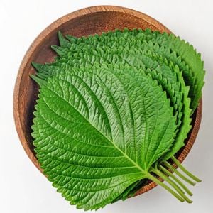 Geniş yapraklı perilla tohumu biftekotu crispa perilla shiso green