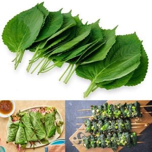 Geniş yapraklı perilla tohumu biftekotu crispa perilla shiso green