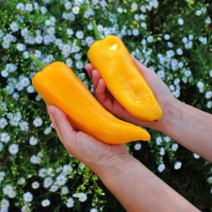 Kapya biber tohumu İtalyan sarı corno di toro giallo