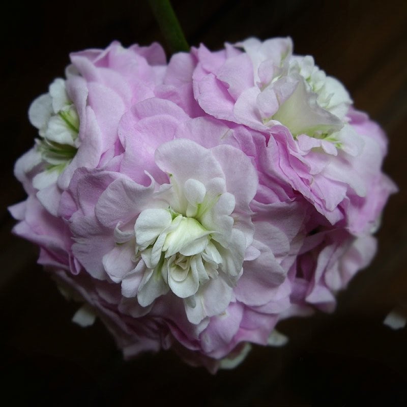 Viva Carolina gül sakız sardunya fidanı ithal pelargonium