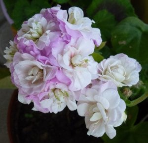 Viva Carolina gül sakız sardunya fidanı ithal pelargonium