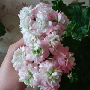 Viva Carolina gül sakız sardunya fidanı ithal pelargonium
