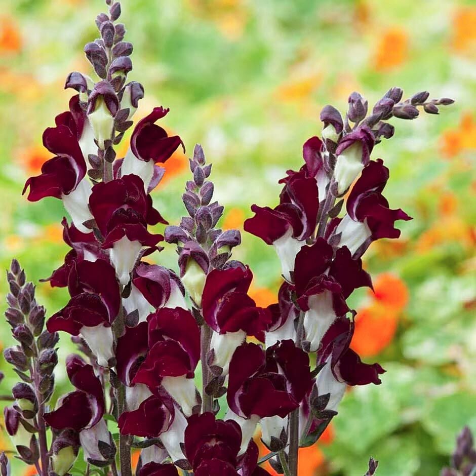 Gece ve Gündüz aslanağzı tohumu karışımı night and day antirrhinum