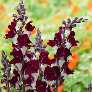 Gece ve Gündüz aslanağzı tohumu karışımı night and day antirrhinum