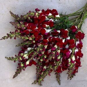 Gece ve Gündüz aslanağzı tohumu karışımı night and day antirrhinum