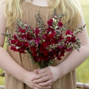 Gece ve Gündüz aslanağzı tohumu karışımı night and day antirrhinum