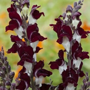 Gece ve Gündüz aslanağzı tohumu karışımı night and day antirrhinum