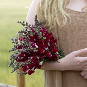 Gece ve Gündüz aslanağzı tohumu karışımı night and day antirrhinum