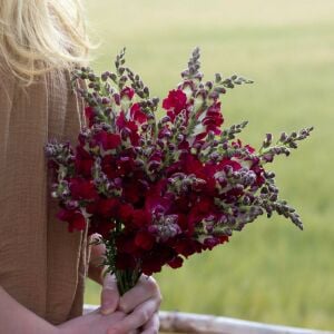 Gece ve Gündüz aslanağzı tohumu karışımı night and day antirrhinum