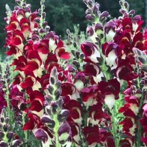 Gece ve Gündüz aslanağzı tohumu karışımı night and day antirrhinum