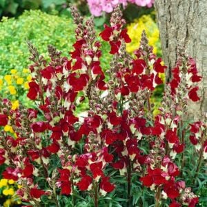 Gece ve Gündüz aslanağzı tohumu karışımı night and day antirrhinum