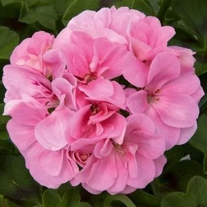 Pembe sarkan sakız sardunya fidesi ithal pelargonium pink